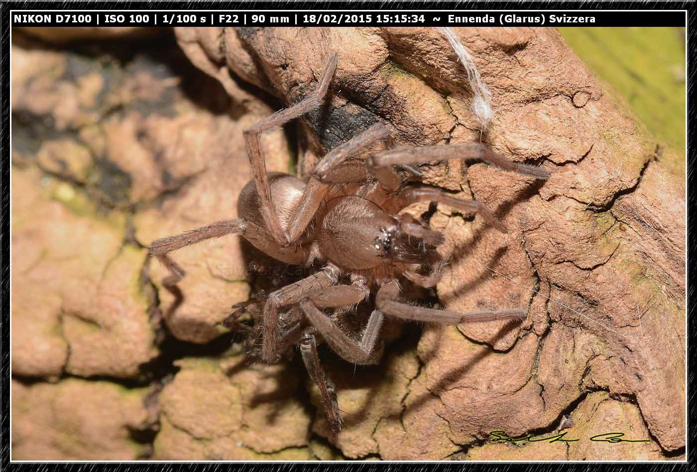 Drassodes sp. preda Pardosa sp. - Ennenda (Glarus), Svizzera